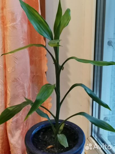 Драцена + бесплатная доставка