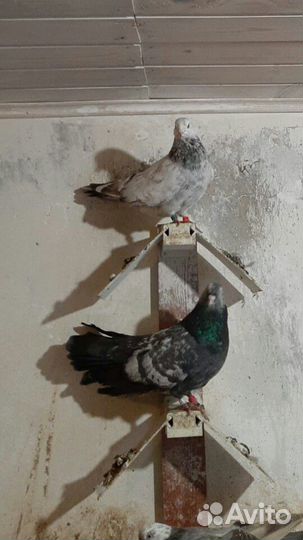 Голуби высоколетные свердловские и гривуны