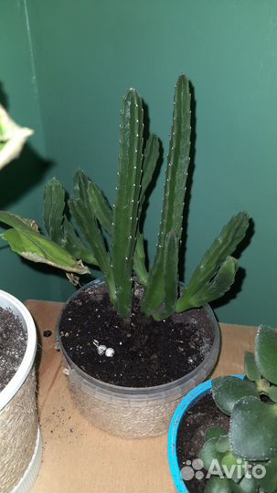 Цветы для дома