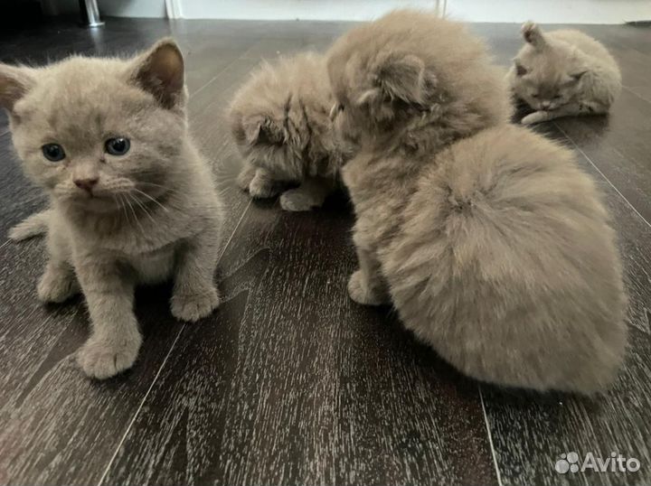 Шотландские котята