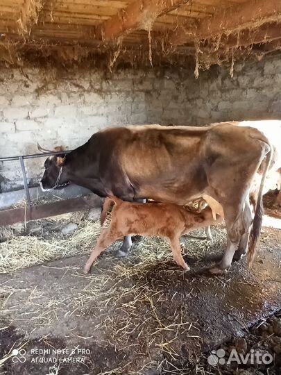 Корова с телочкой