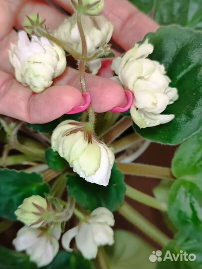 Цветущие фиалки