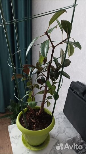 Фикус каучуконосный большой