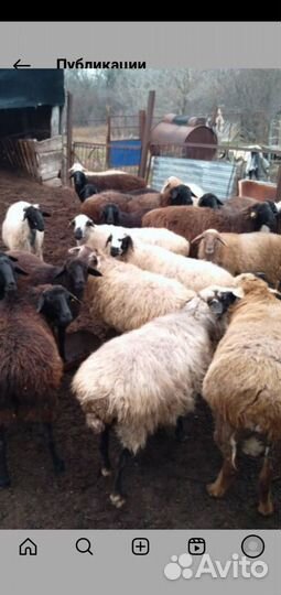 Овцы бараны