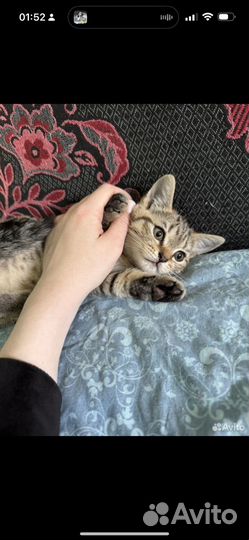 Шотландская кошечка