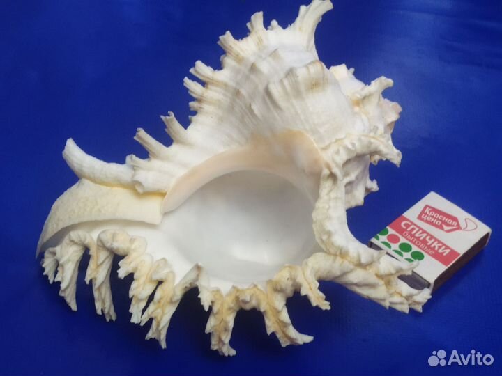 Ракушка морская