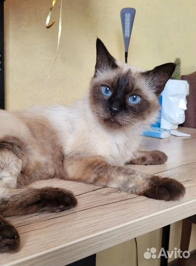 Солидный котик Морис в добрые руки