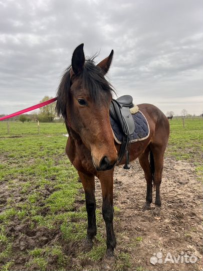 Лошади разные