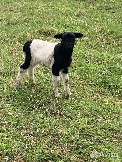 Овцы бараны ягнята дорпер