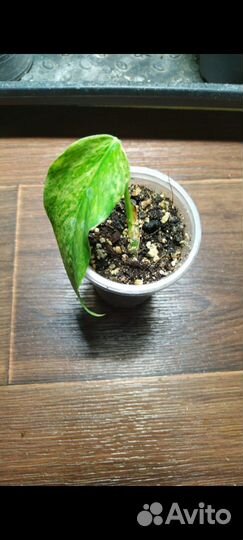 Эпипремнум Pinnatum Mint вариегатный