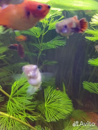 Аквариумные растения, рыбки гуппи и пецилии