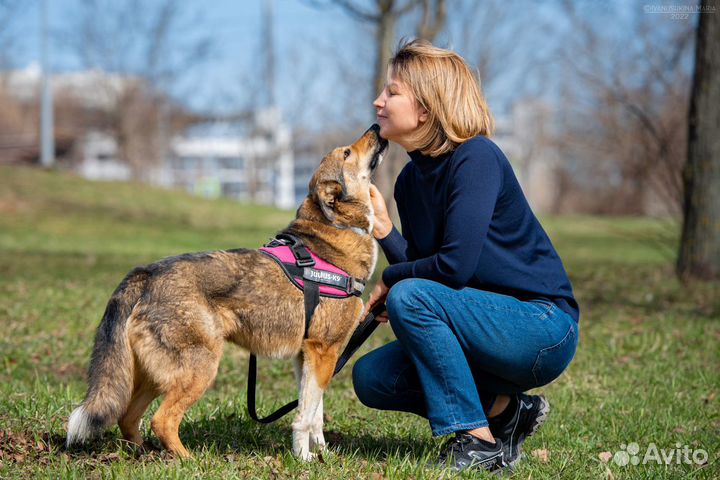 Собака в добрые руки