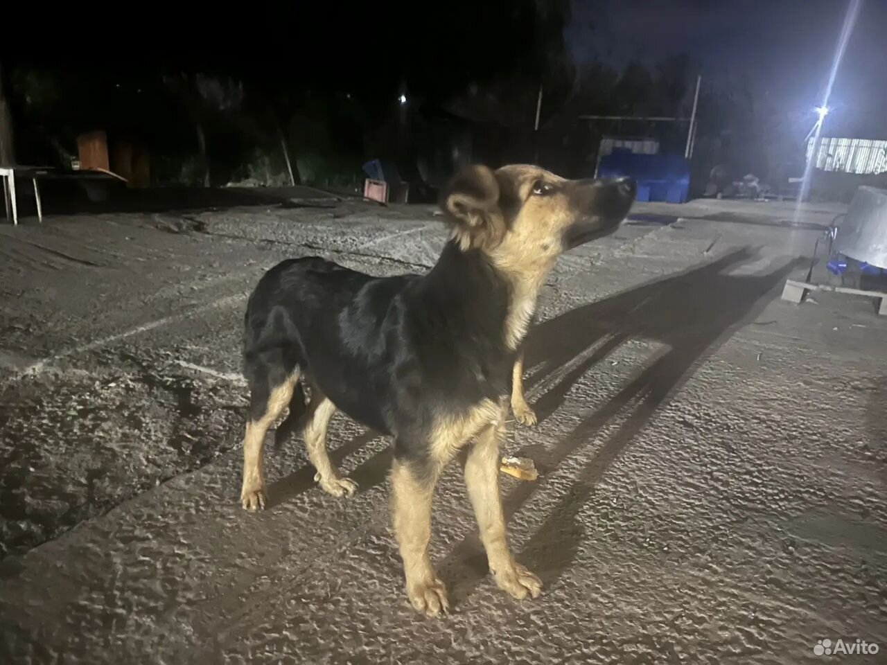 Щенок в добрые руки, Волгоград