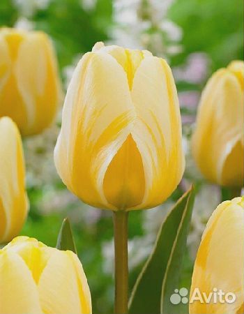 Луковицы тюльпанов