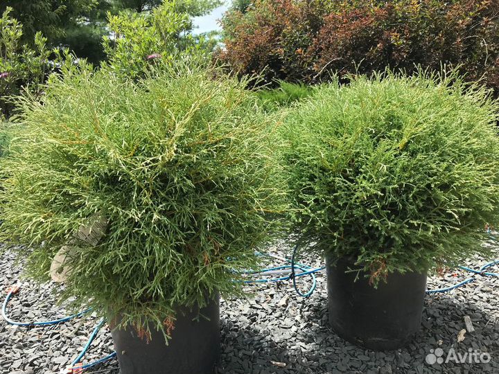 Туя Мр.Боулинг Болл