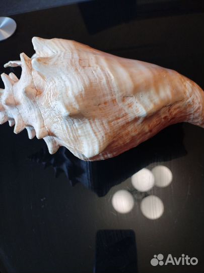 Ракушка стромбус большая Куба