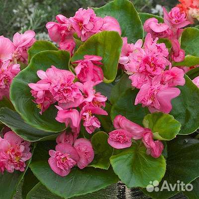 Бегония махровая вечнойветущая