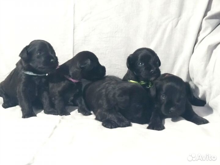 Счастье в дом