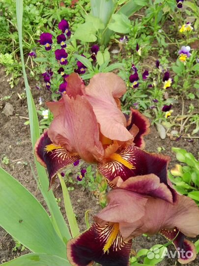 Ирисы бородатые и др многолетники