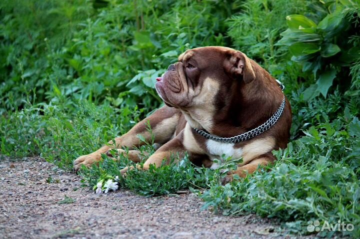 Вязка