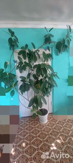 Фикус огромный