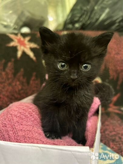 Лучики Солнца и подарки судьбы в дар