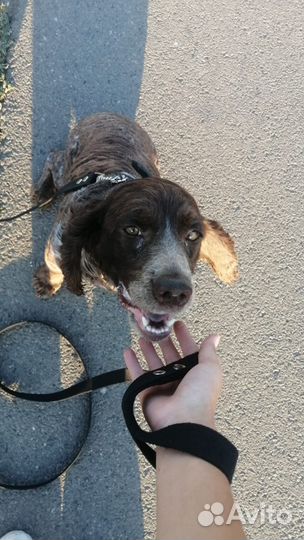 Щенки спаниель