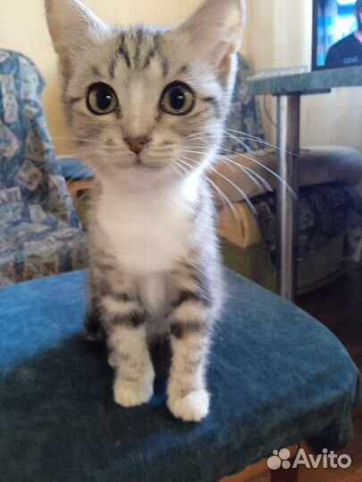 Отдам котенка в добрые руки