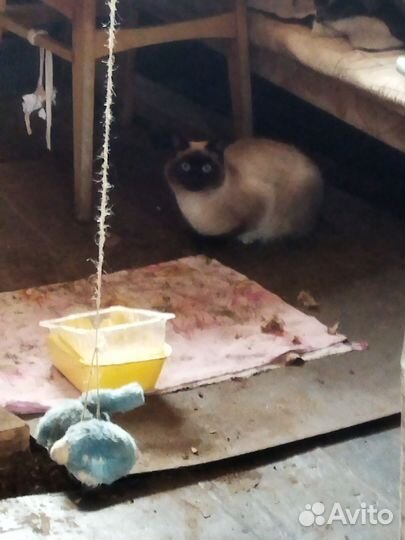 Кошки в добрые руки