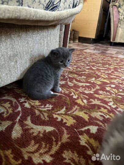 Маленький котик