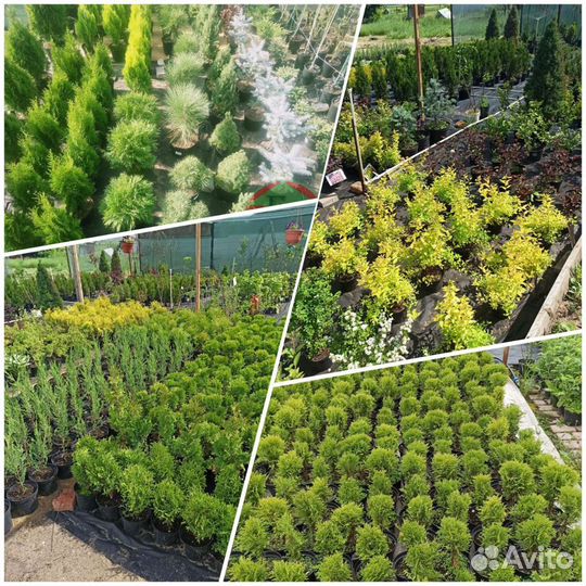 Хвойные и декоративные растения