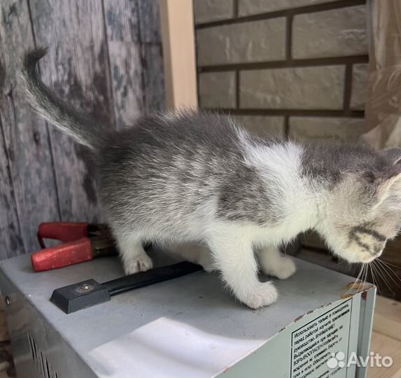 Котята ищут дом