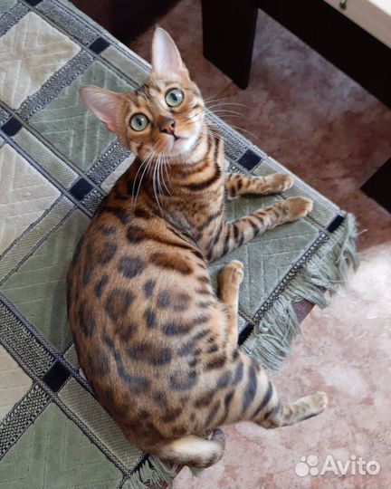 Бенгальская кошка ищет жениха
