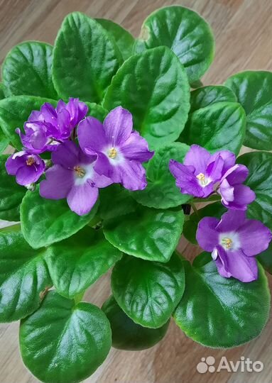 Сортовые фиалки