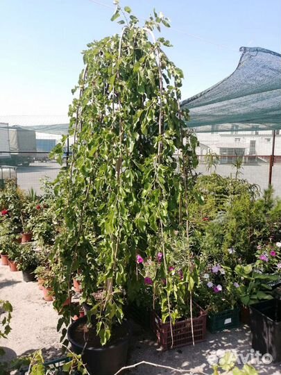 Шелковница на штамбе