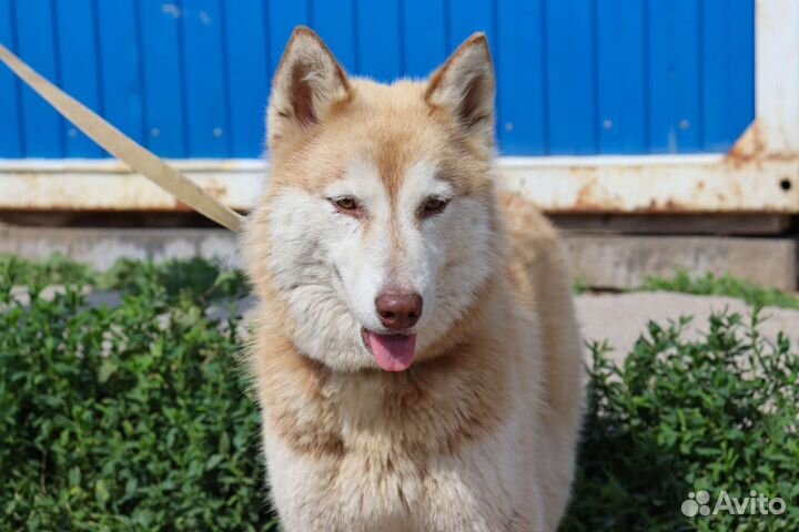 Мини-хаски в дар