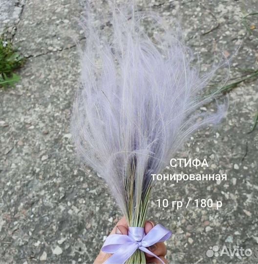 Стифа, сухоцвет