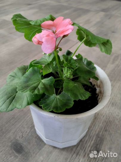 Пеларгония герань цвет лосось