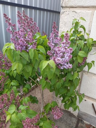 Дача 52 м² на участке 5 сот.