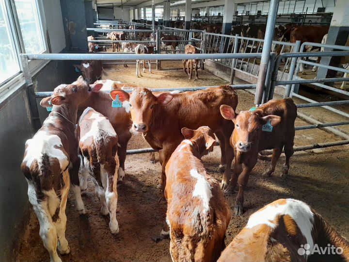 Телята бычки