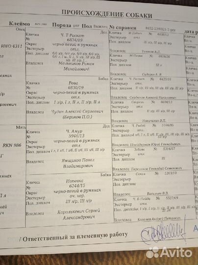 Русская пегая гончая