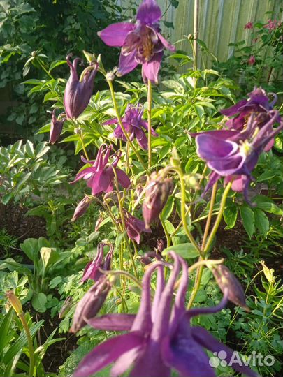 Многолетние цветы (водосборы и ирисы)