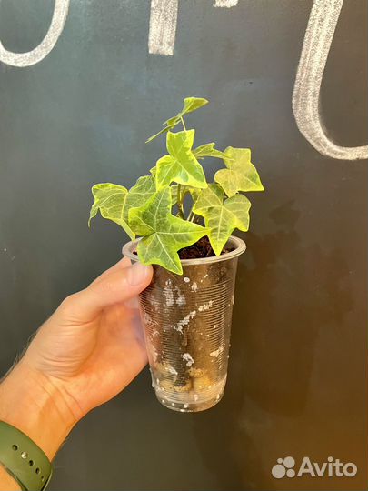 Плющ хедера