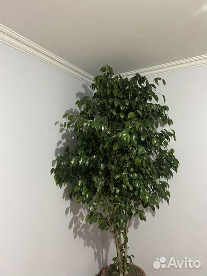 Фикус бенджамина