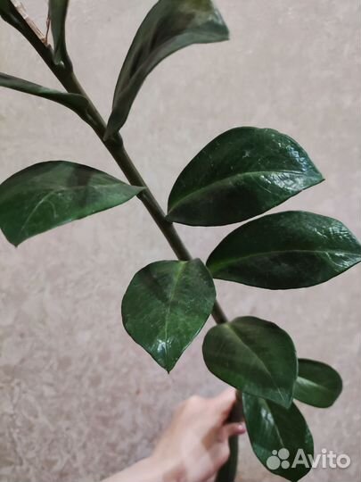 Замиокулькас