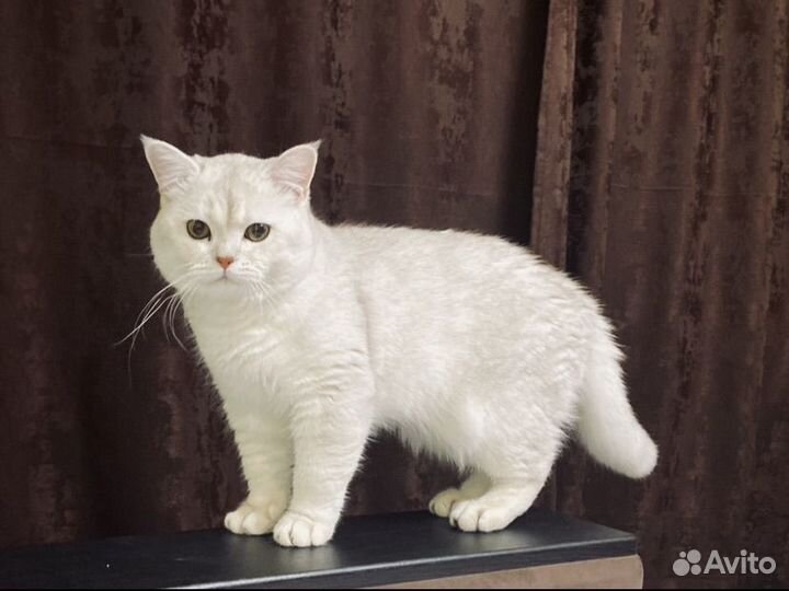 Шотландский кот вязка
