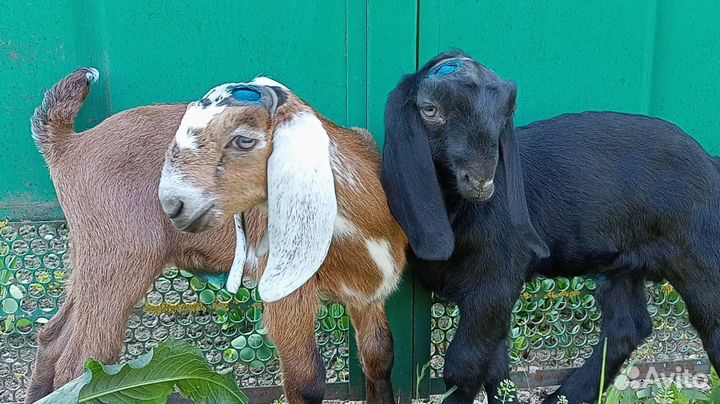Козлята нубо камори 50%50%