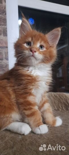 Котята мейн кун