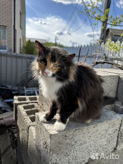 Кошка в добрые руки