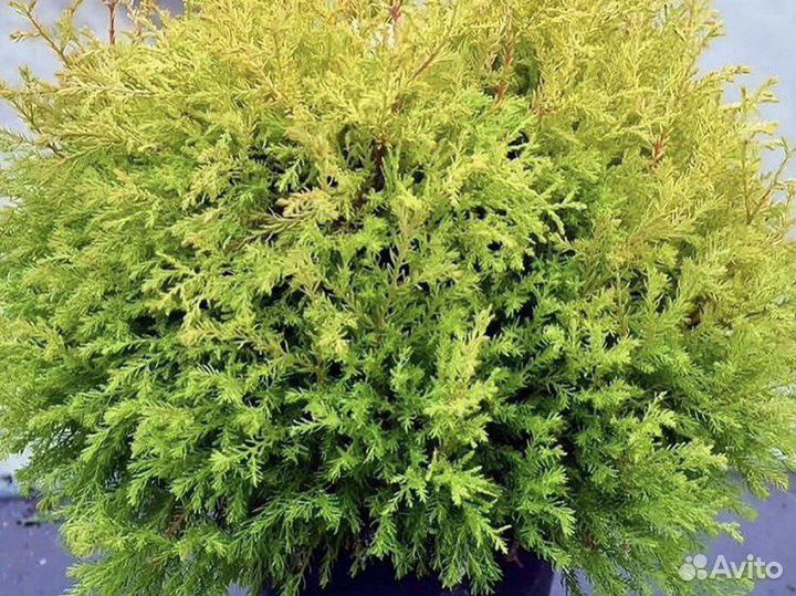 Саженцы плодовых, ягодных и декоративных культур